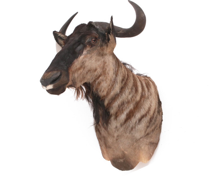 Jakttrofé, gnu