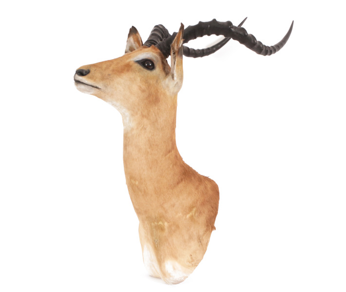 Jakttrofé, impala