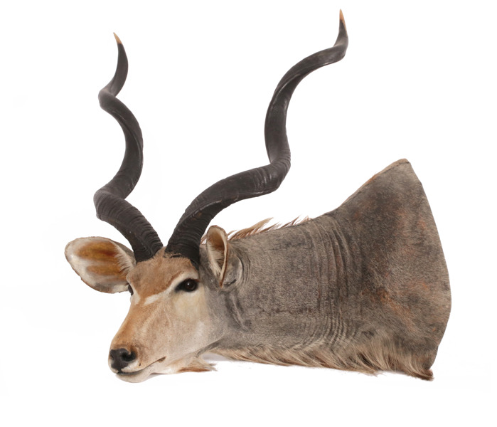 Jakttrofé, Kudu