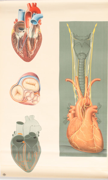 Anatomisk plansch, omkring 1900-talets mitt