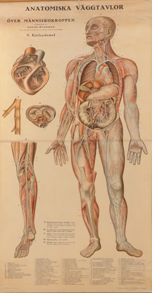 Plansch, "Anatomiska väggtavlor - över människokroppen", Norstedt & Söner