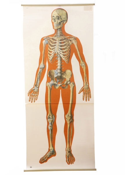 Anatomisk plansch, "Skelettet"