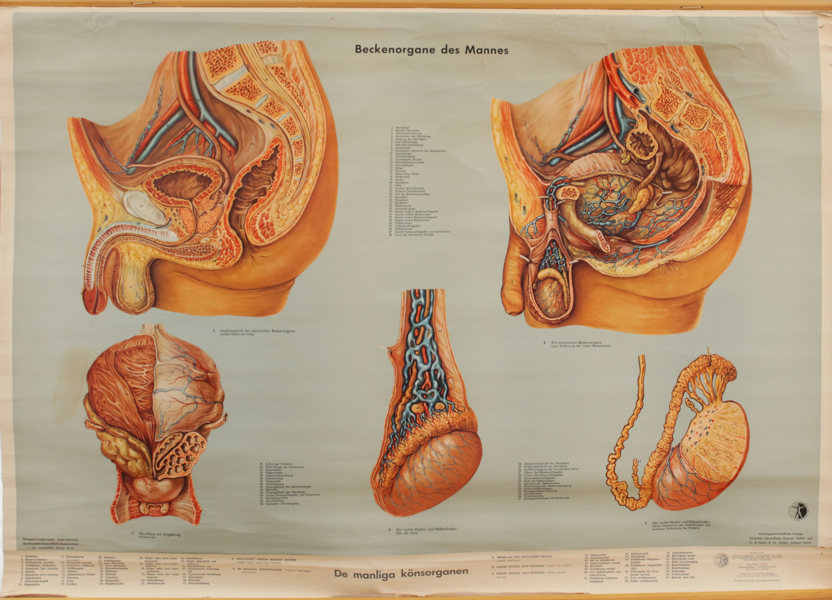 Anatomisk plansch, "De manliga könsorganen"