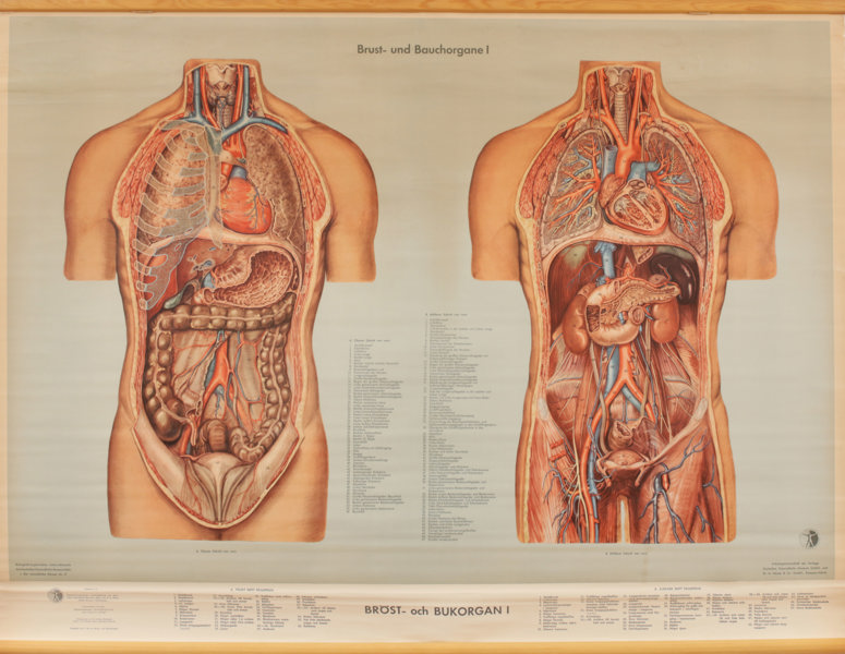 Anatomisk plansch, "Bröst- och bukorgan"