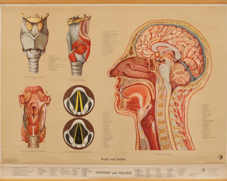 Anatomisk plansch, "Huvudet och halsen"