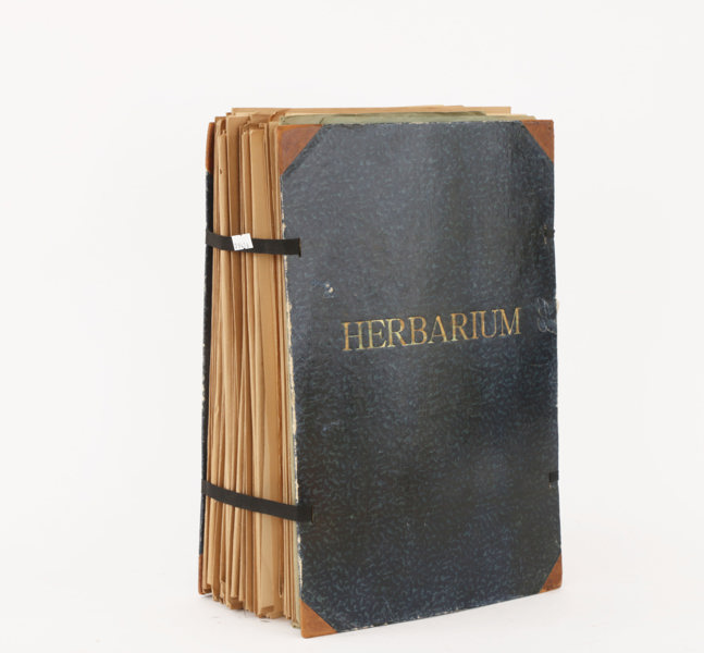 Herbarium, 1900-talets första del