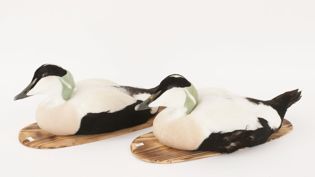 Uppstoppade ejdrar 2st