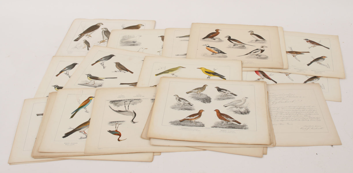 Parti litografiska blad, "Svenska Foglarna", CJ Sundevall, 1800-tal