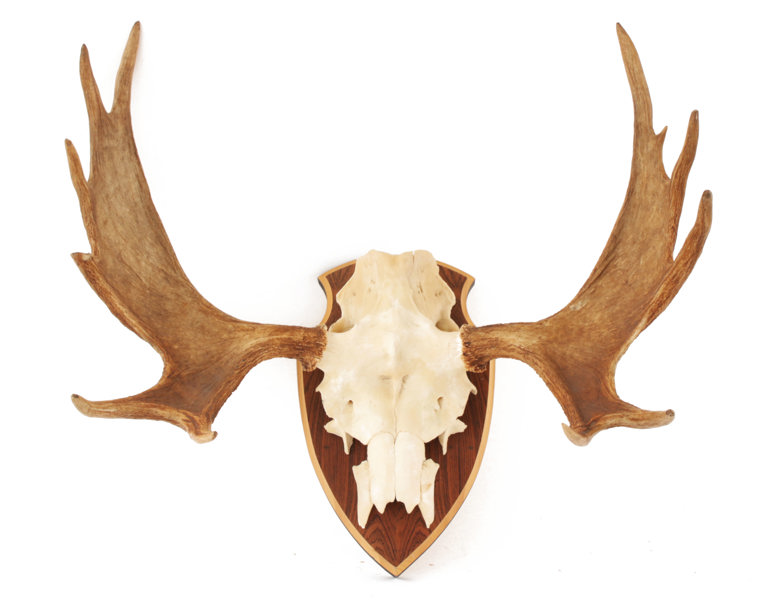 Jakttrofé monterad på träplatta