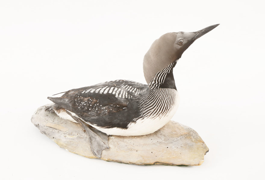 Uppstoppad storlom, Zoologiska Monteringsateljén Uppsala