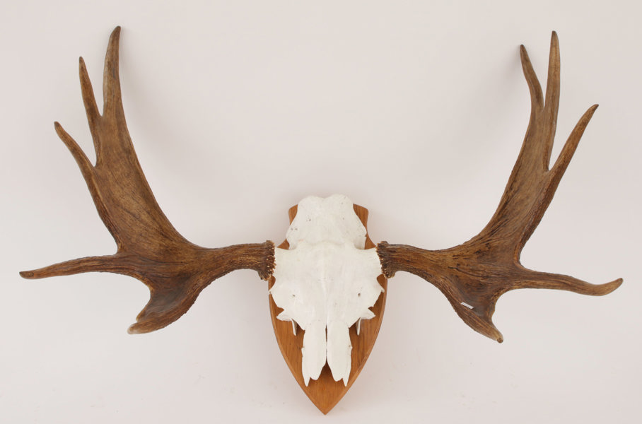 Jakttrofé monterad på träplatta