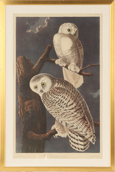 Grafiskt glas, "Snowy Owl", 1900-tal