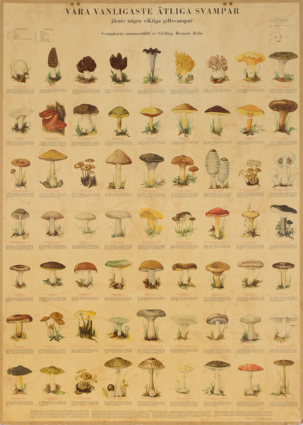 Plansch, "Våra vanligaste ätliga svampar" 