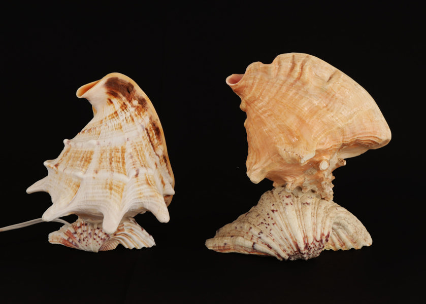 Bordslampa samt objekt