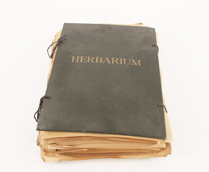 Herbarium, 1900-talets första hälft