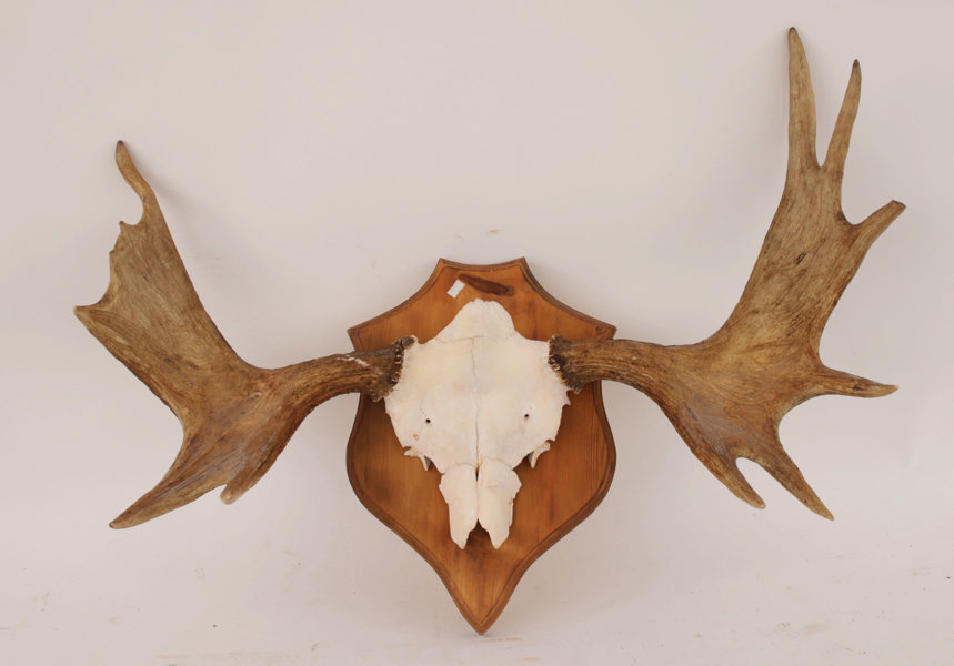 Jakttrofé monterad på träplatta