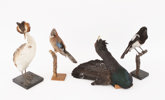 Uppstoppade fåglar 4st