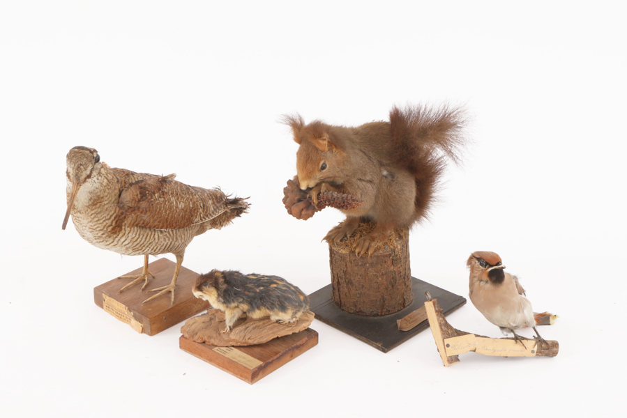 Uppstoppade djur 4st