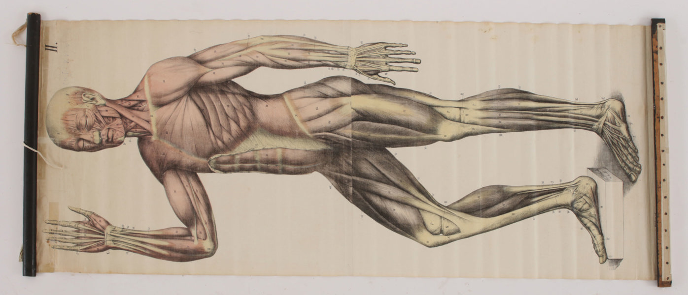 Anatomisk plansch, 1900-talets första hälft