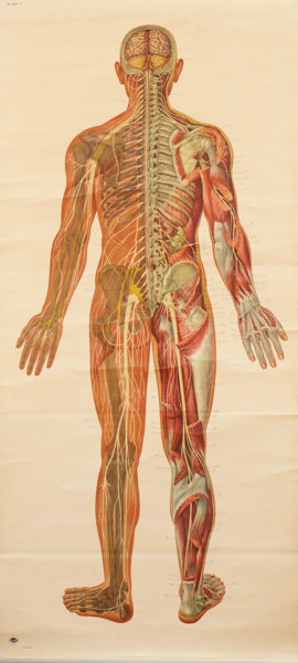 Anatomisk plansch, 1900-talets andra hälft