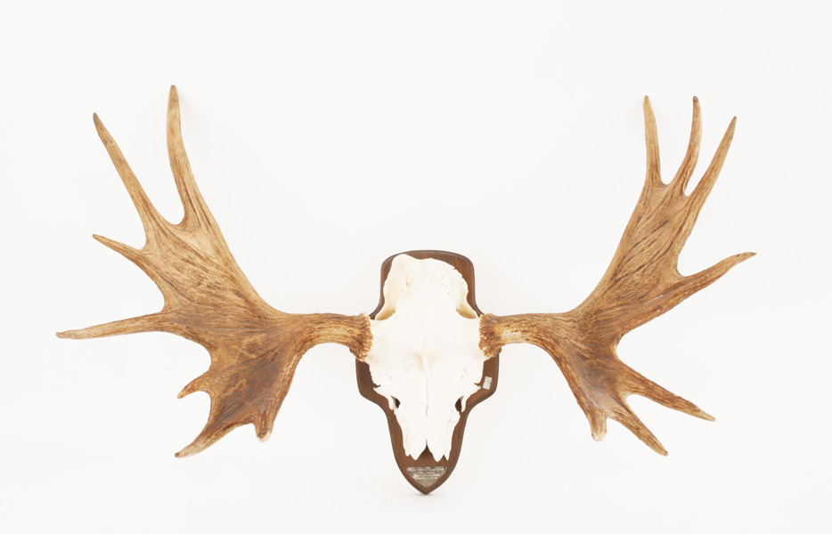 Jakttrofé monterad på träplatta