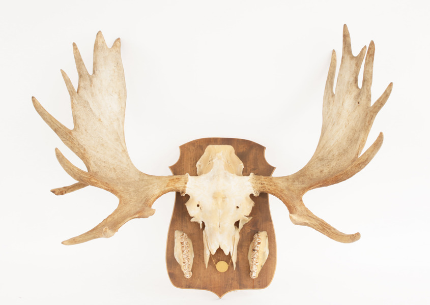 Jakttrofé monterad på träplatta