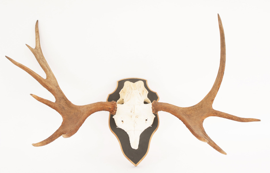 Jakttrofé monterad på träplatta