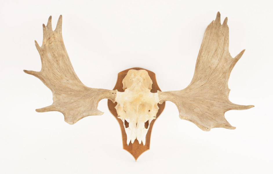Jakttrofé monterad på träplatta