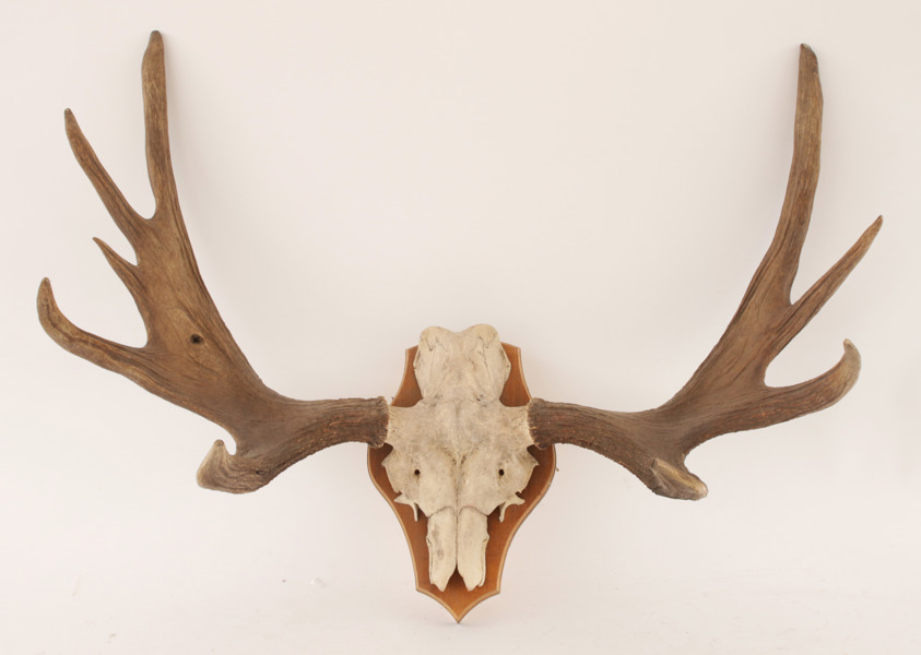 Jakttrofé monterad på träplatta