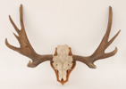 Jakttrofé monterad på träplatta