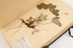 Herbarium, 1940-tal