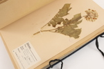 Herbarium, 1940-tal