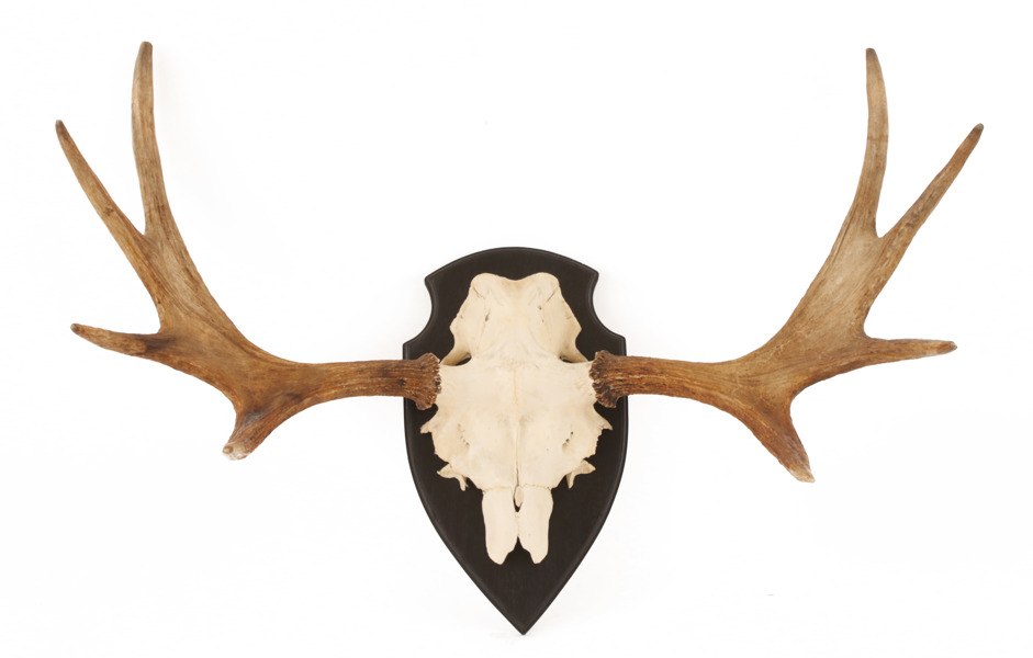 Älghorn, jämn 8-taggare