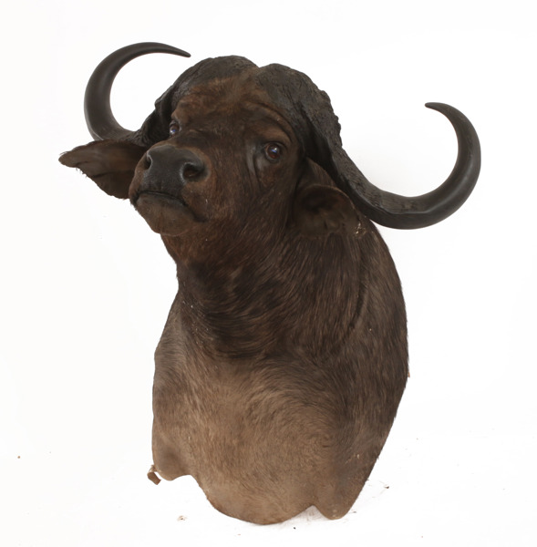 Jakttrofe, afrikansk buffel