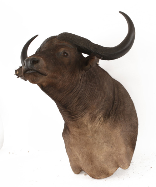 Jakttrofe, afrikansk buffel