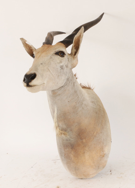 Jakttrofé, elandantilop