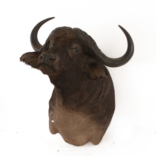 Jakttrofe, afrikansk buffel