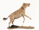 Jakttrofé, hyena