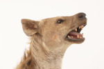 Jakttrofé, hyena