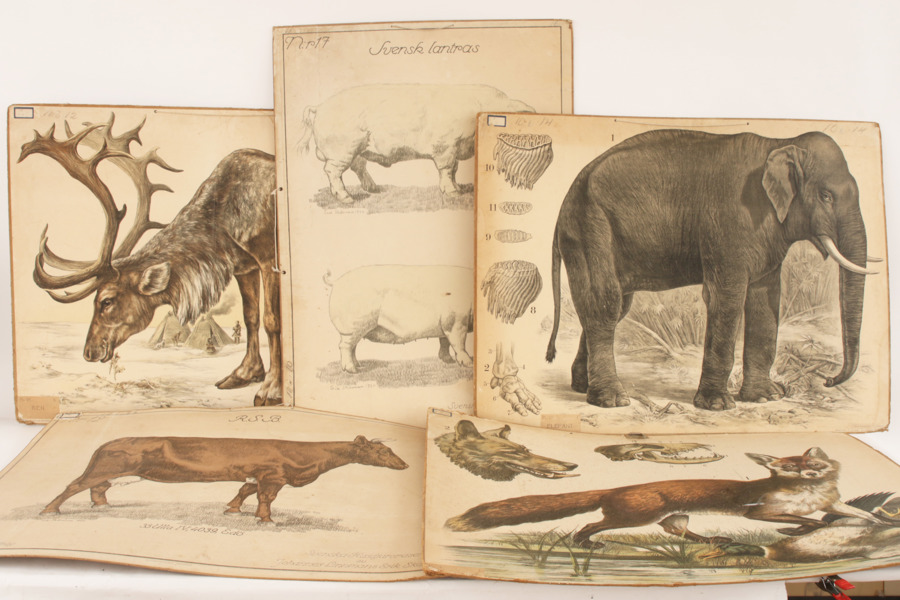 Skolplanscher 5st, 1900-talets första hälft