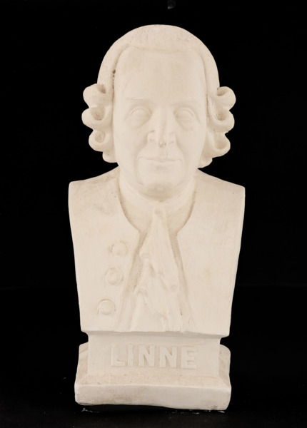 Byst av Carl von Linné