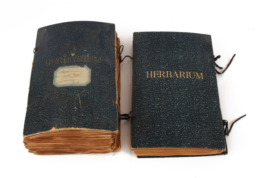 Herbarium 2st, 1900-talets första hälft