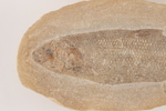 Fossil