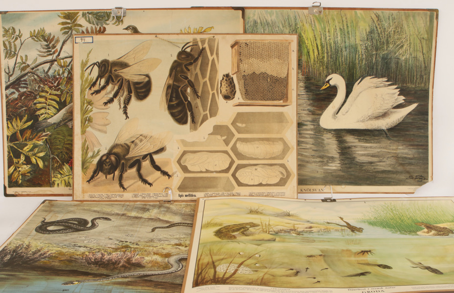 Skolplanscher 5st, 1900-talets första hälft