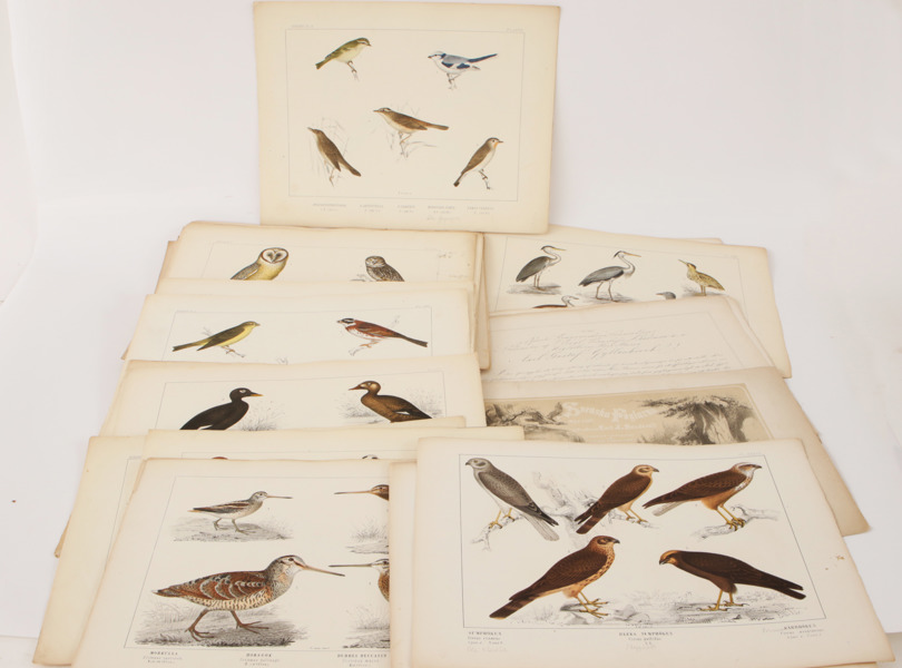 Parti litografiska blad, ur "Svenska Fåglarna", Carl J. Sundevall