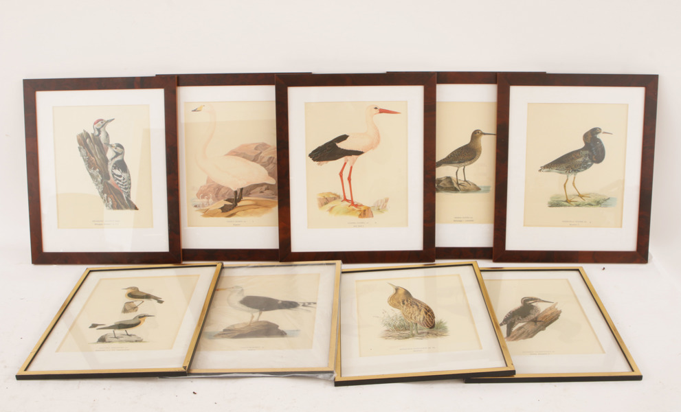 Grafiska blad 9st, ur "Svenska Fåglar", Wright