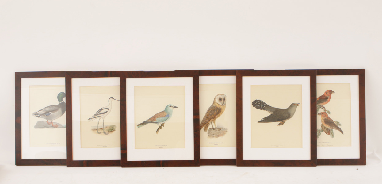 Litografiska blad 6st, ur "Svenska fåglar", Wright