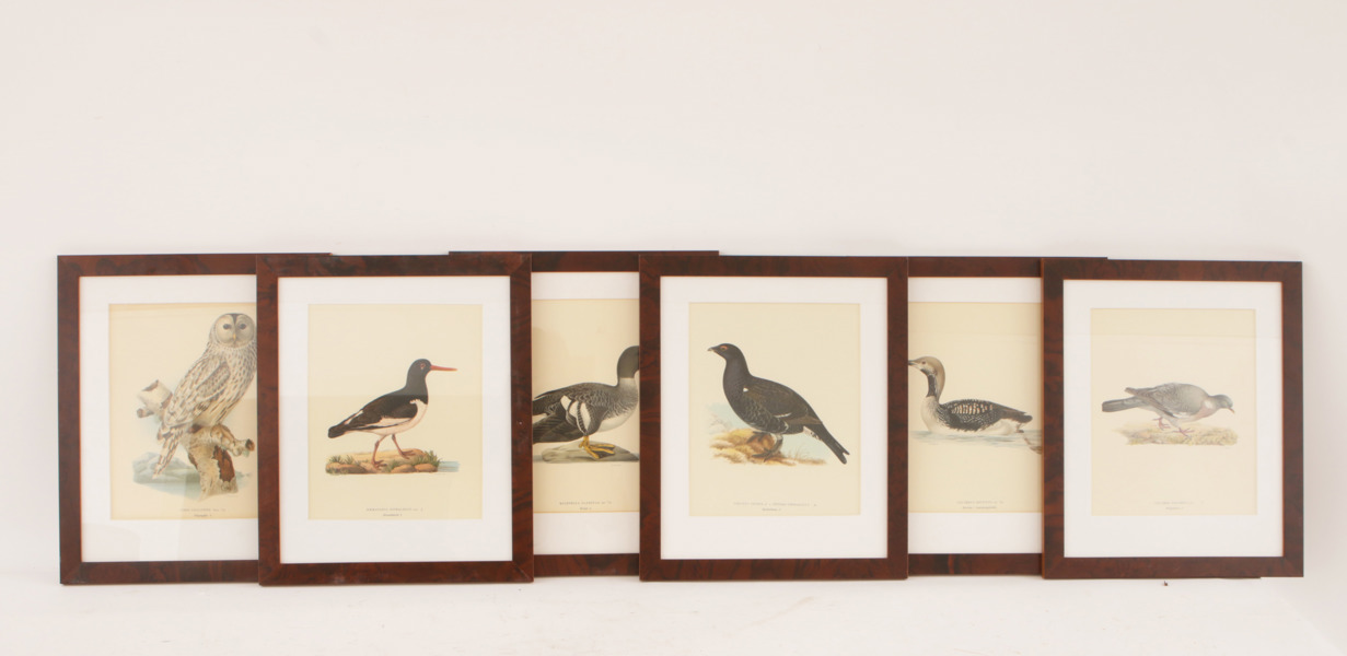 Litografiska blad 6st, ur "Svenska fåglar", Wright
