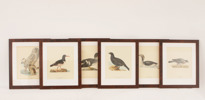 Litografiska blad 6st, ur "Svenska fåglar", Wright
