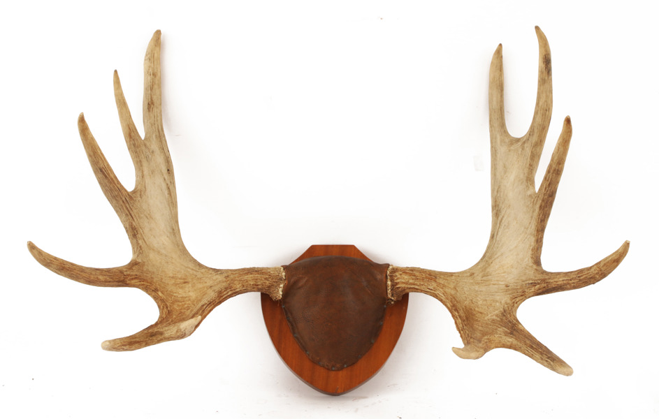 Jakttrofé, älghorn
